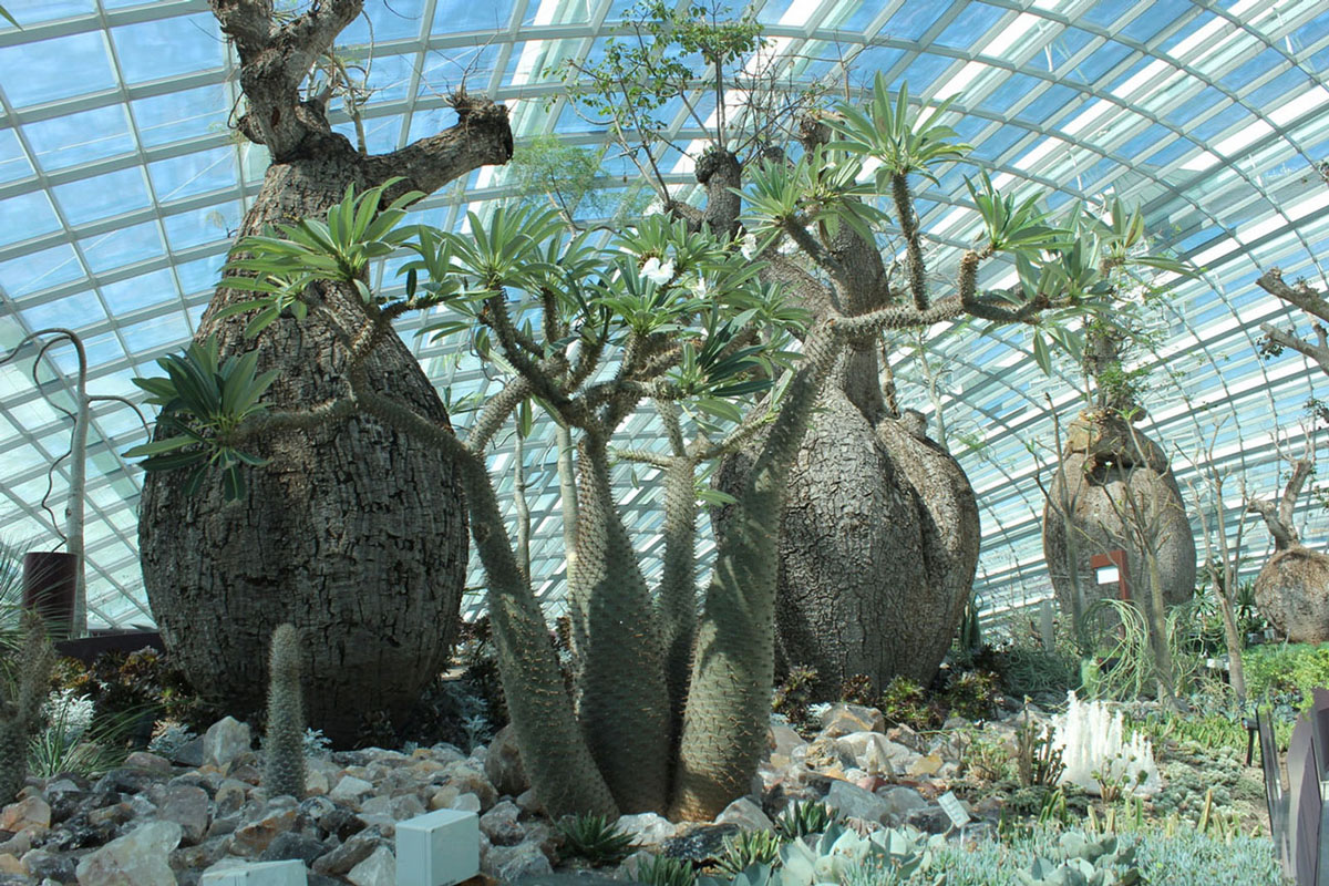 Gardens-By-The-Bay-Singapore_7 Singapore Indoor Garden