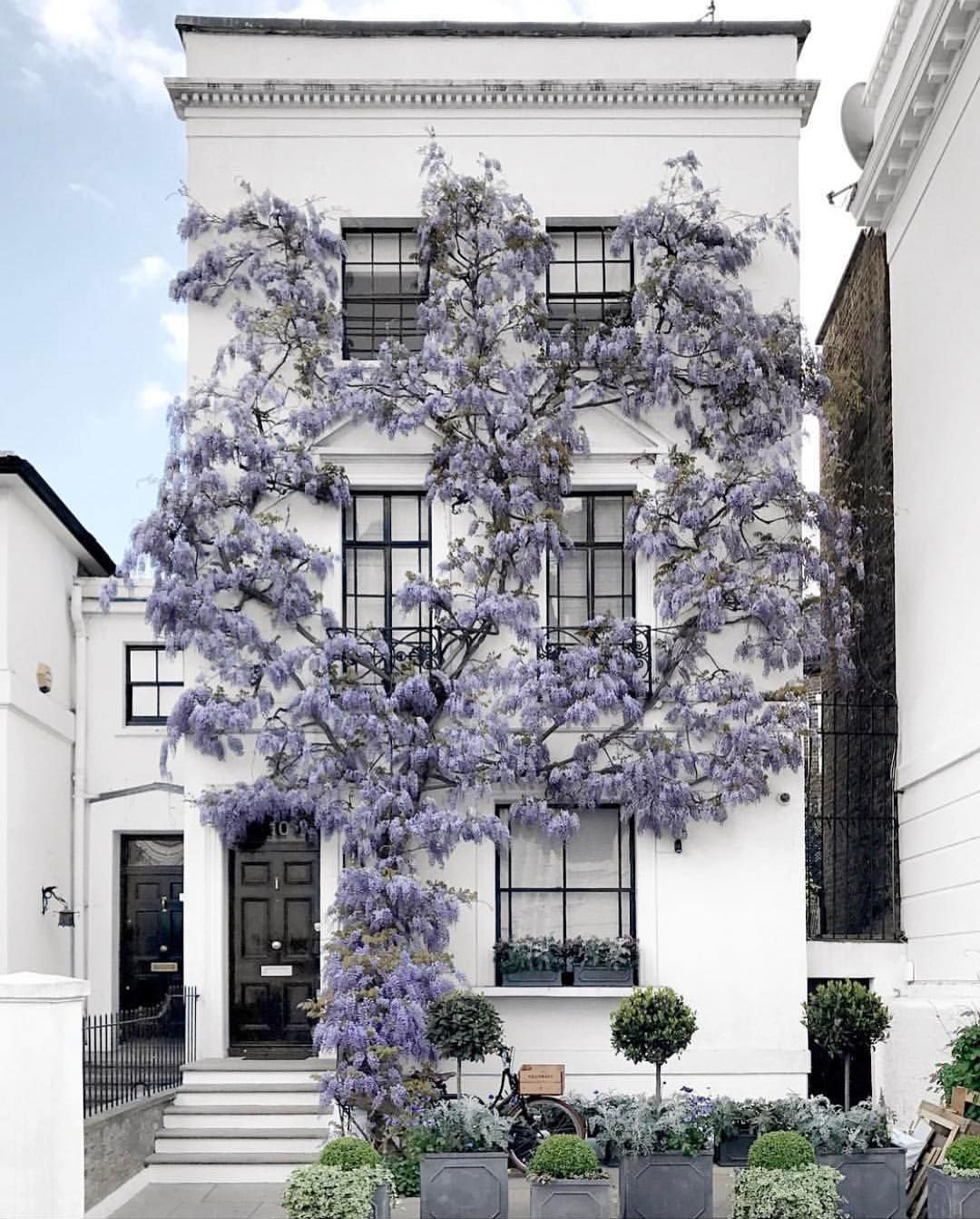 Purple-Wisteria-Number-10-Townhouse-London-England_1